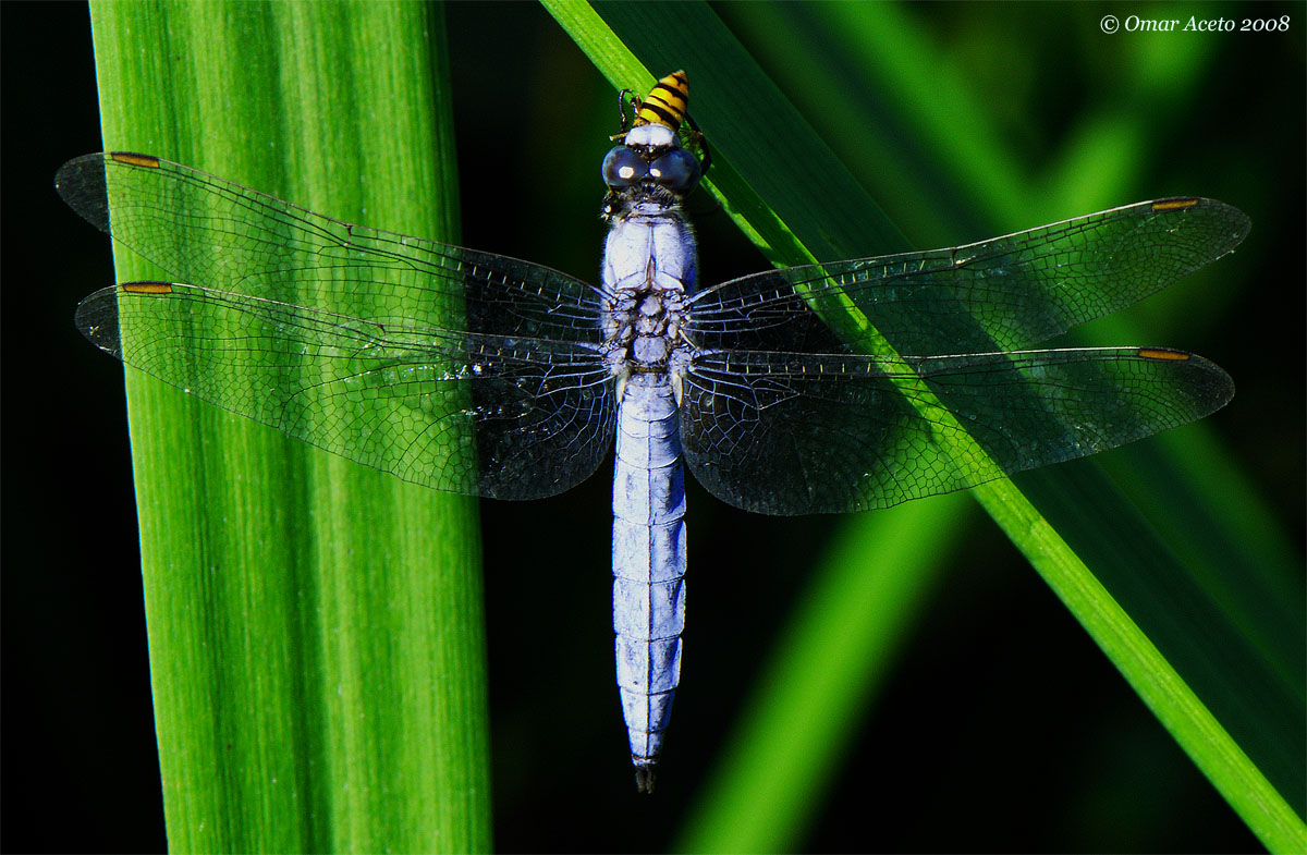 Orthetrum_brunneum_