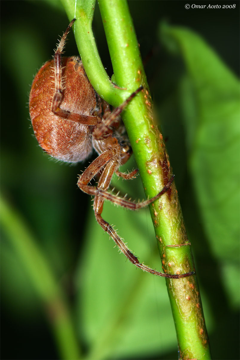 Araneus_alsine_