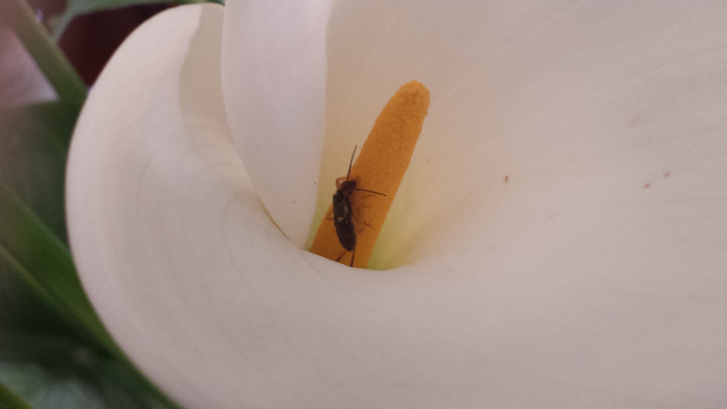 Calla with insect