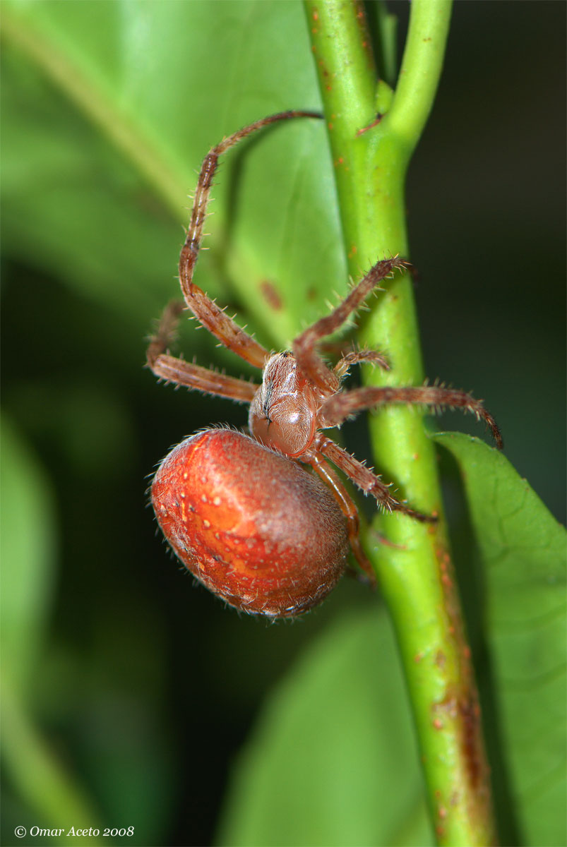 Araneus_alsine_