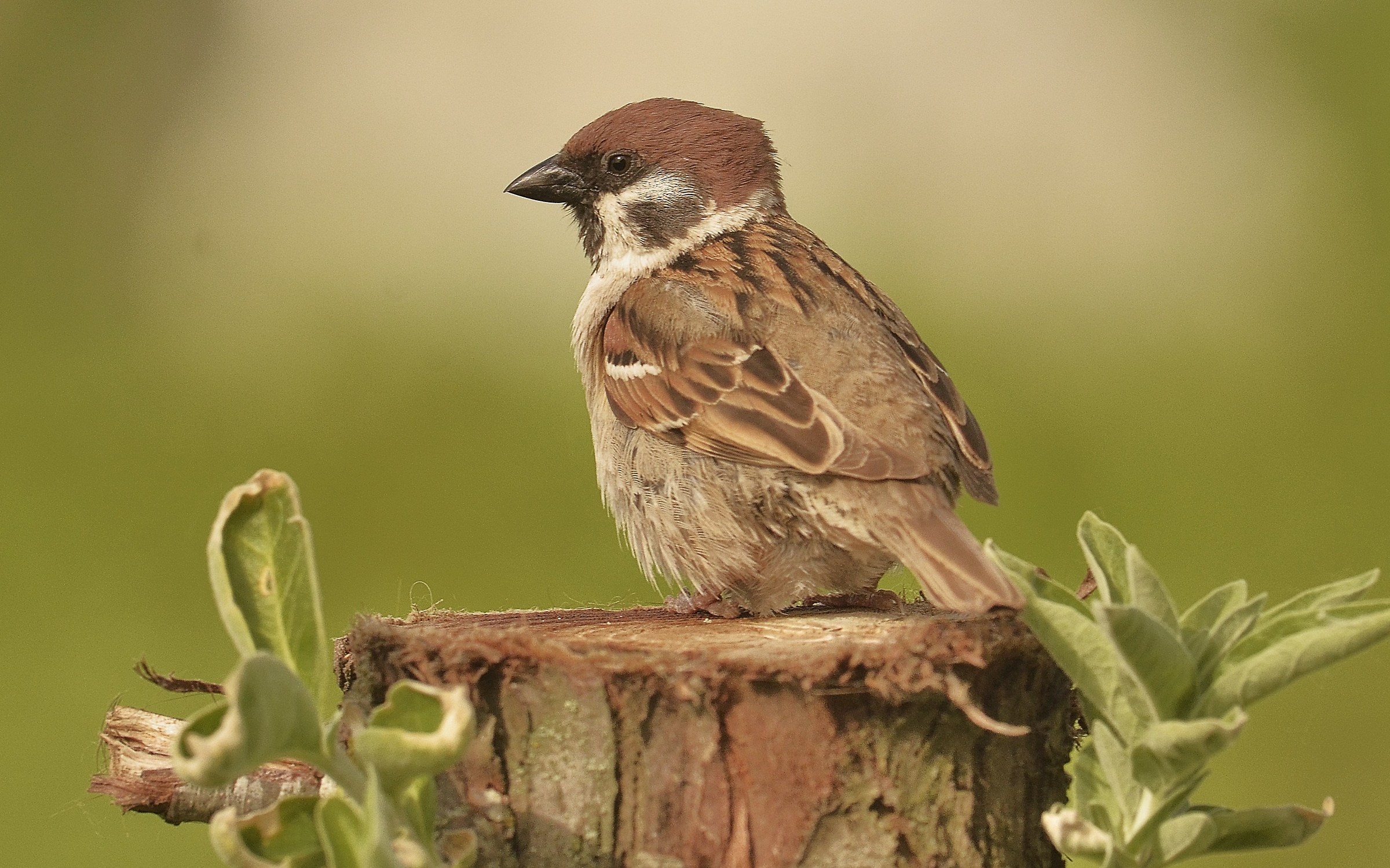 The tree sparrow