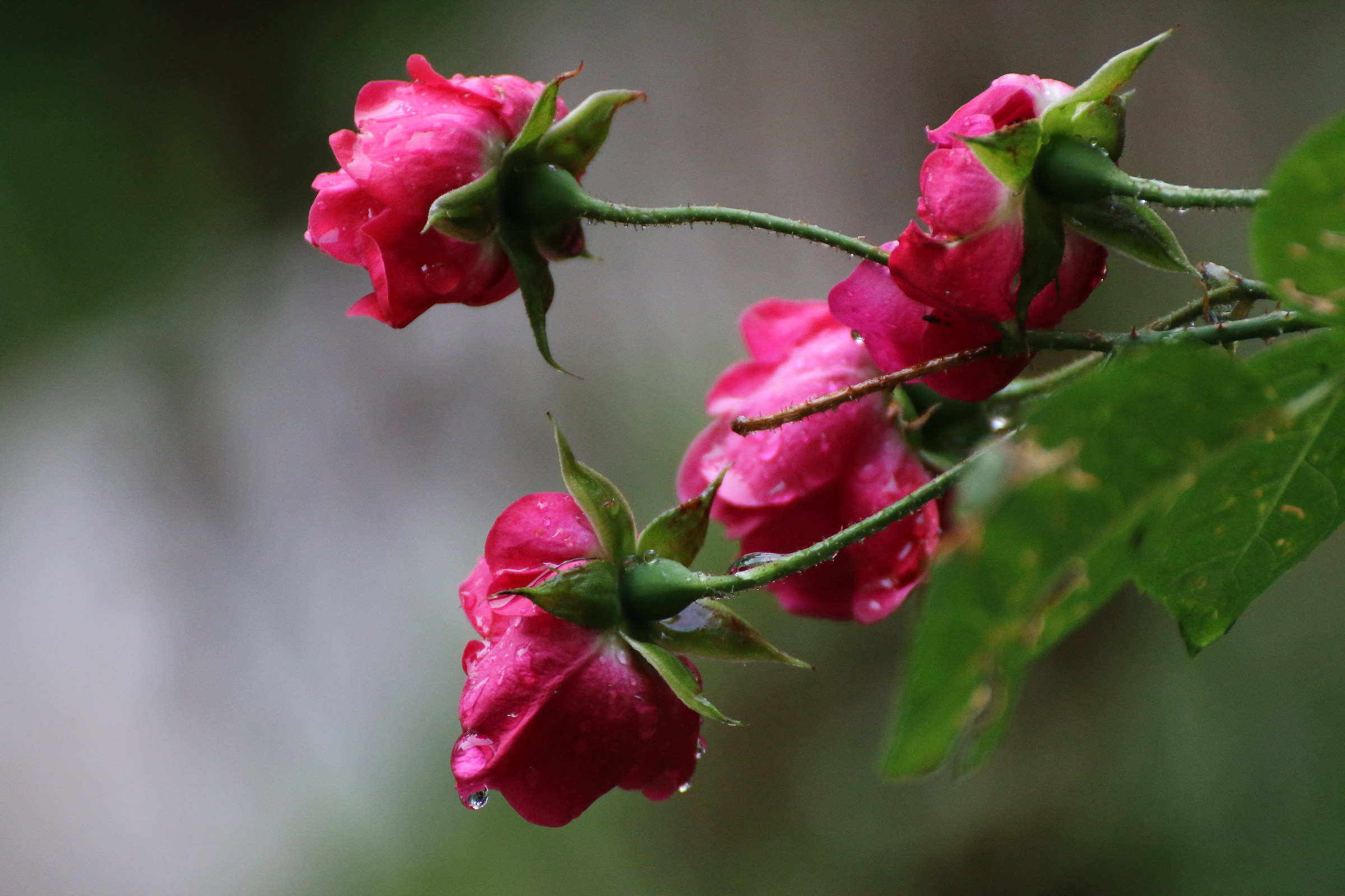 Roselline sotto la pioggia