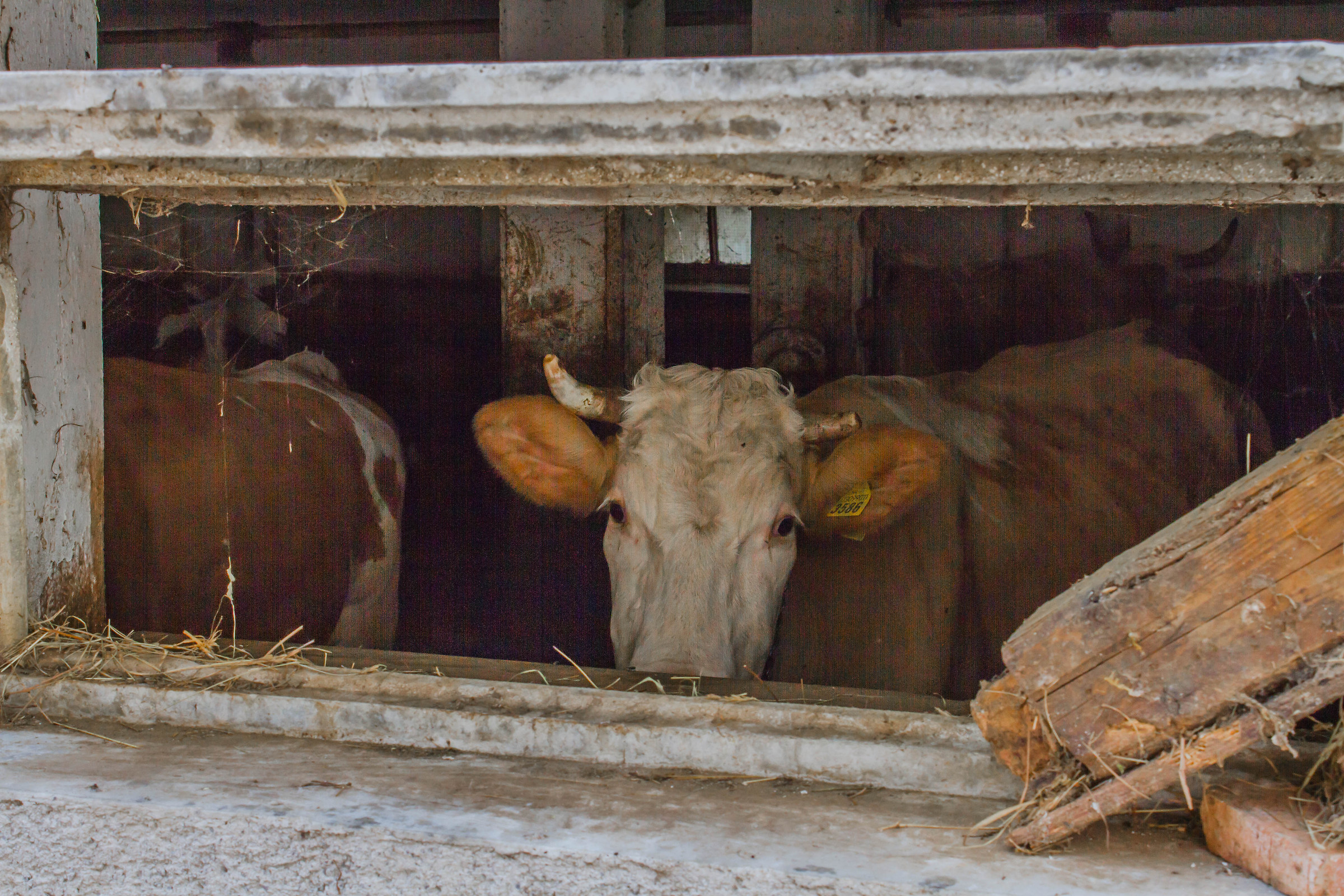 Prato Carnico (ud) from Stalla ancient flavor.