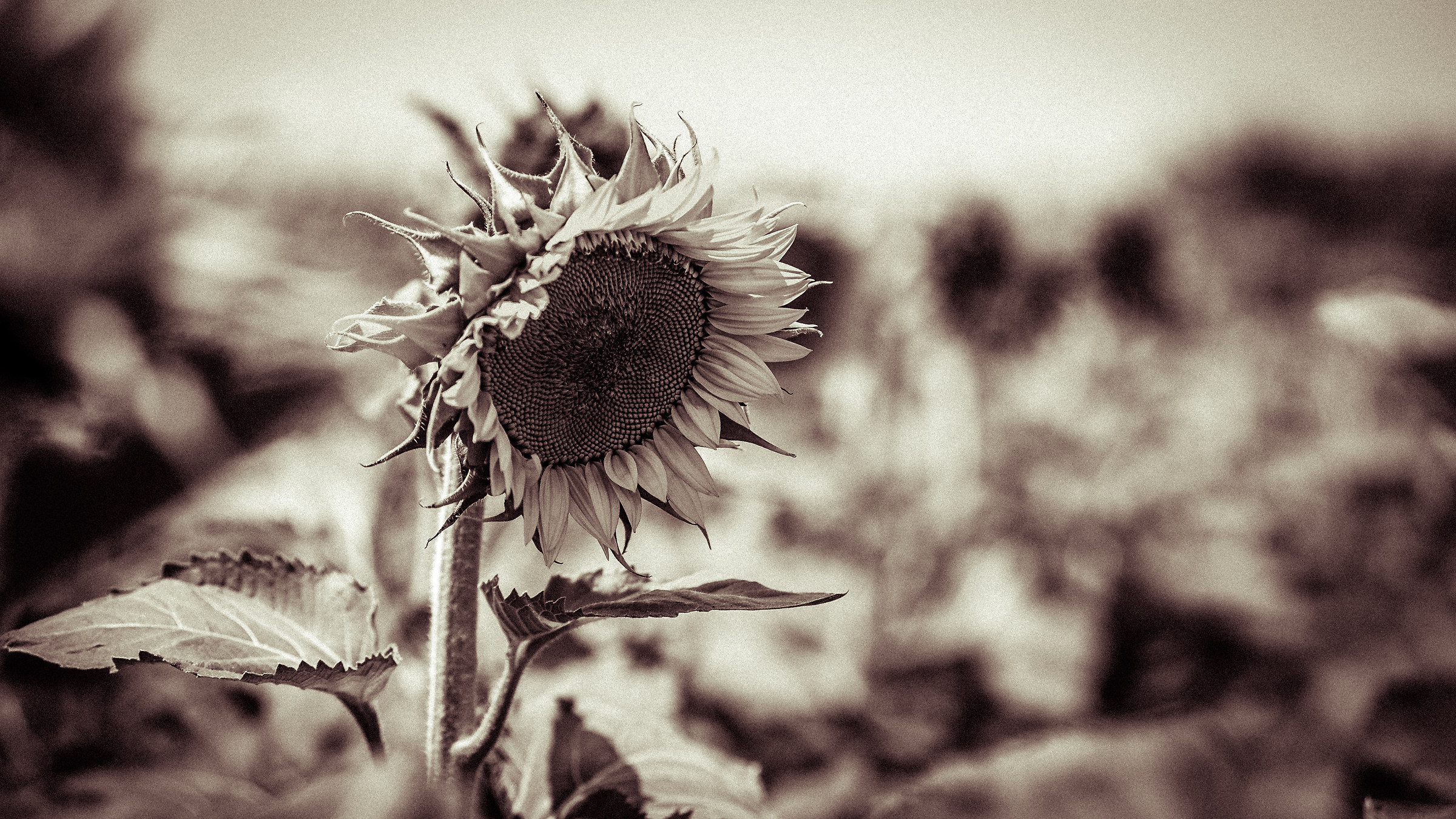 The first Sunflower