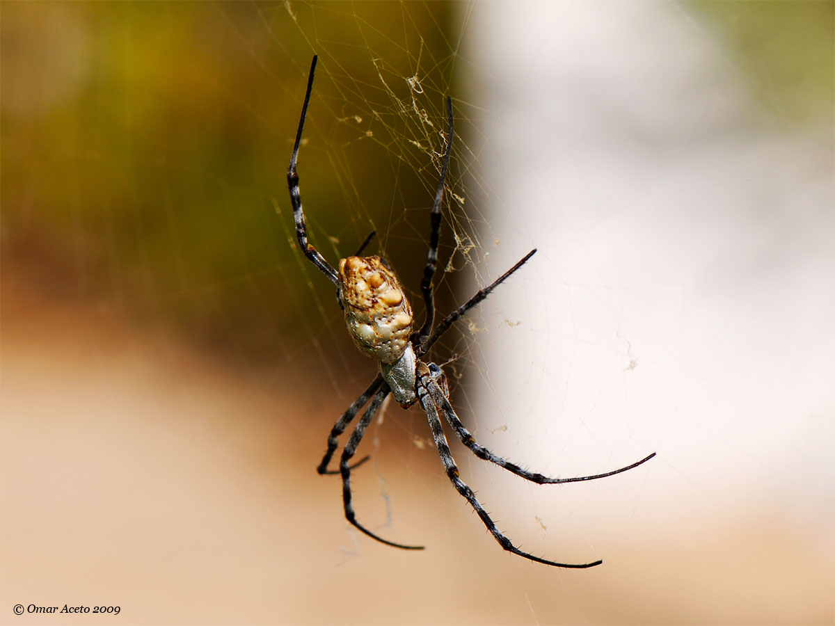 Argiope_Lobata_