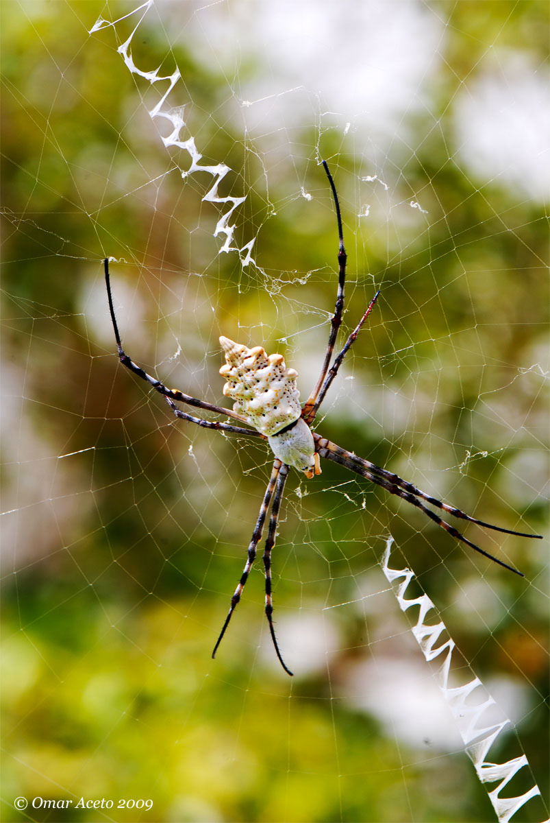 Argiope_Lobata