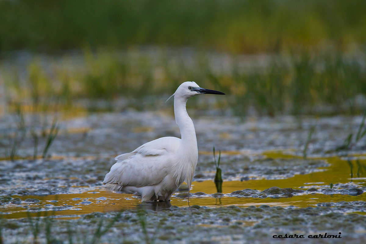 Garzetta (egretta garzetta)
