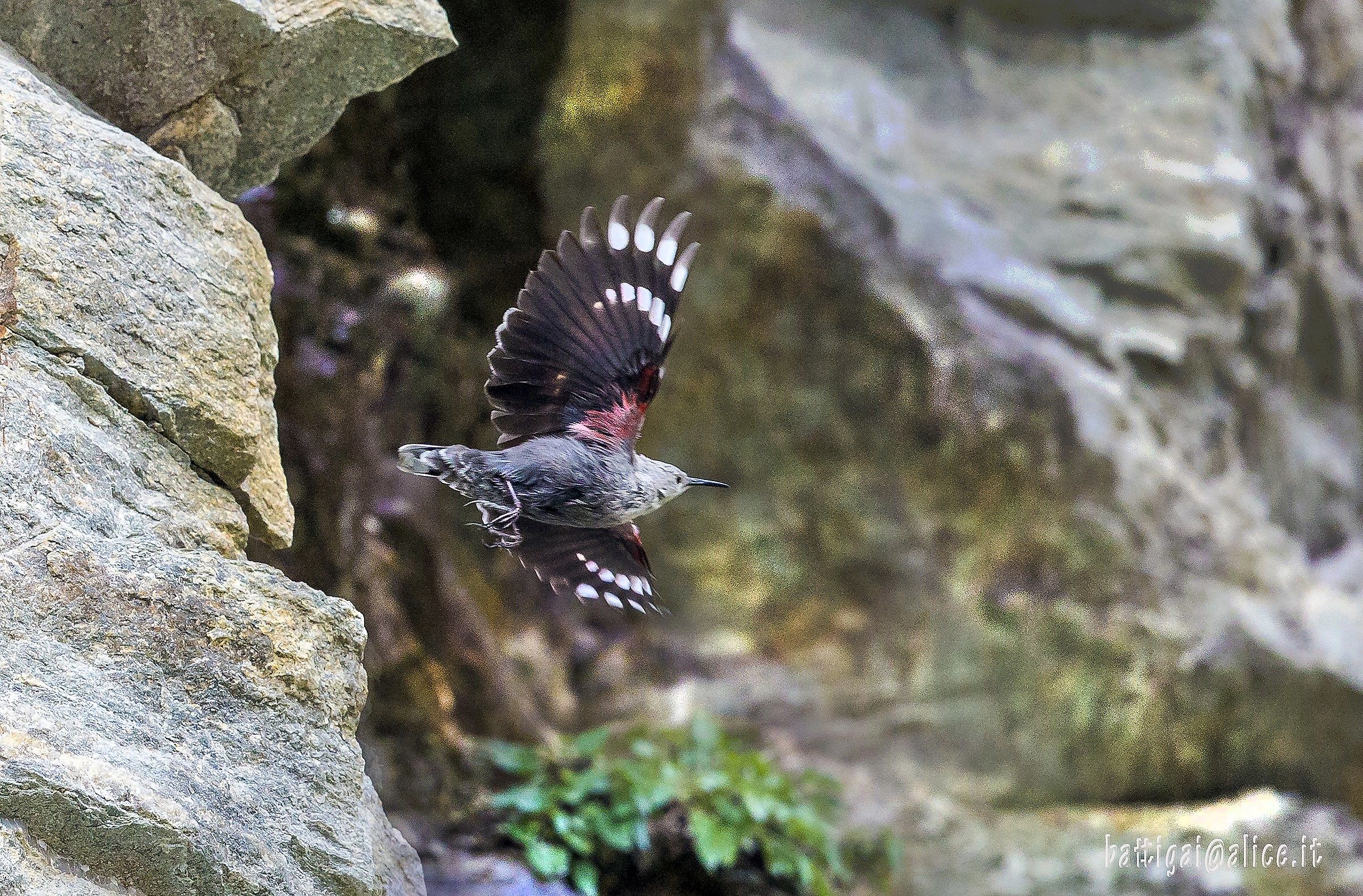 Woodpecker flying ..........