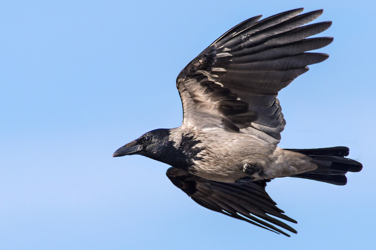 Hooded crow in flight