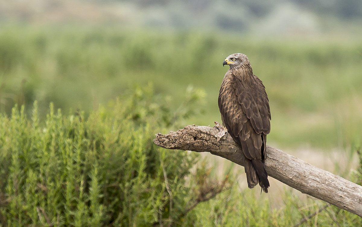 Black kite