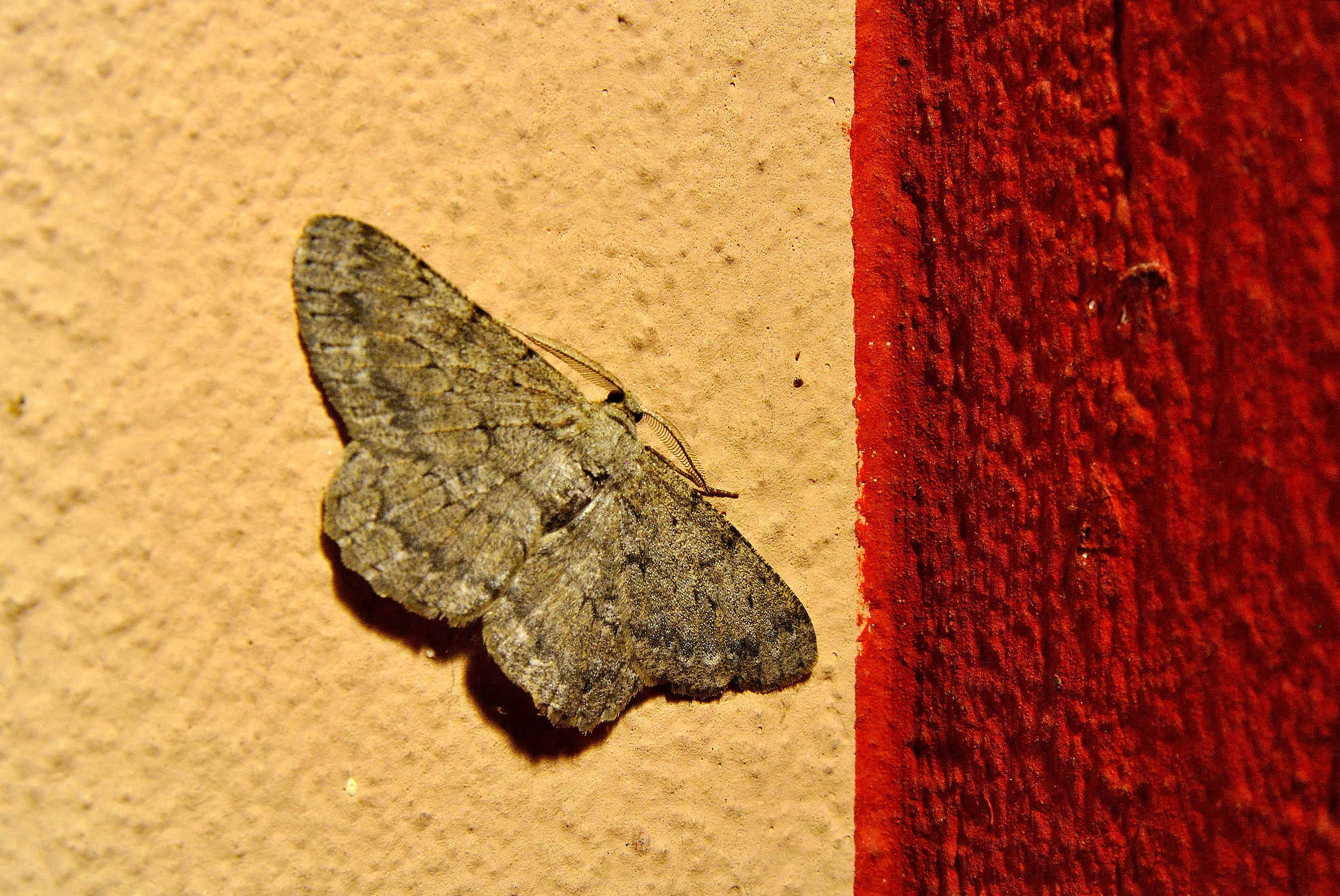 The boundary ........