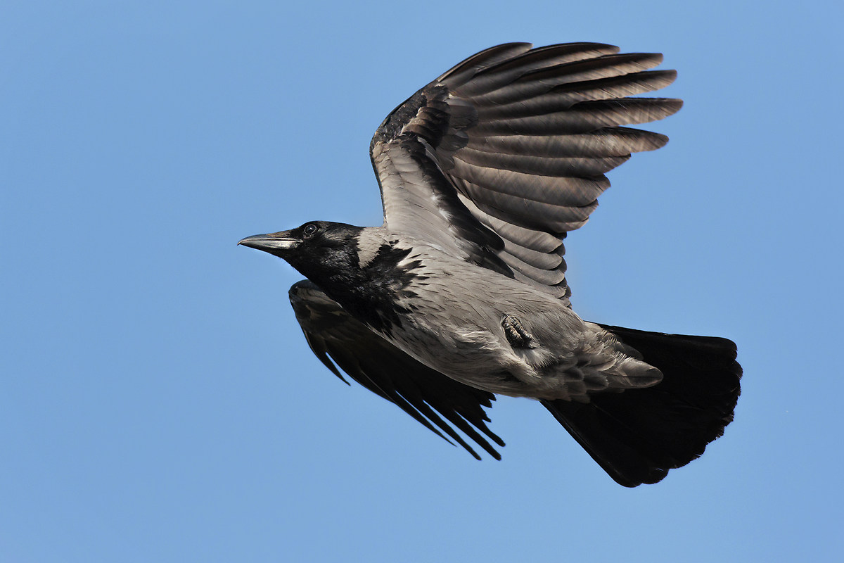 Hooded crow in flight