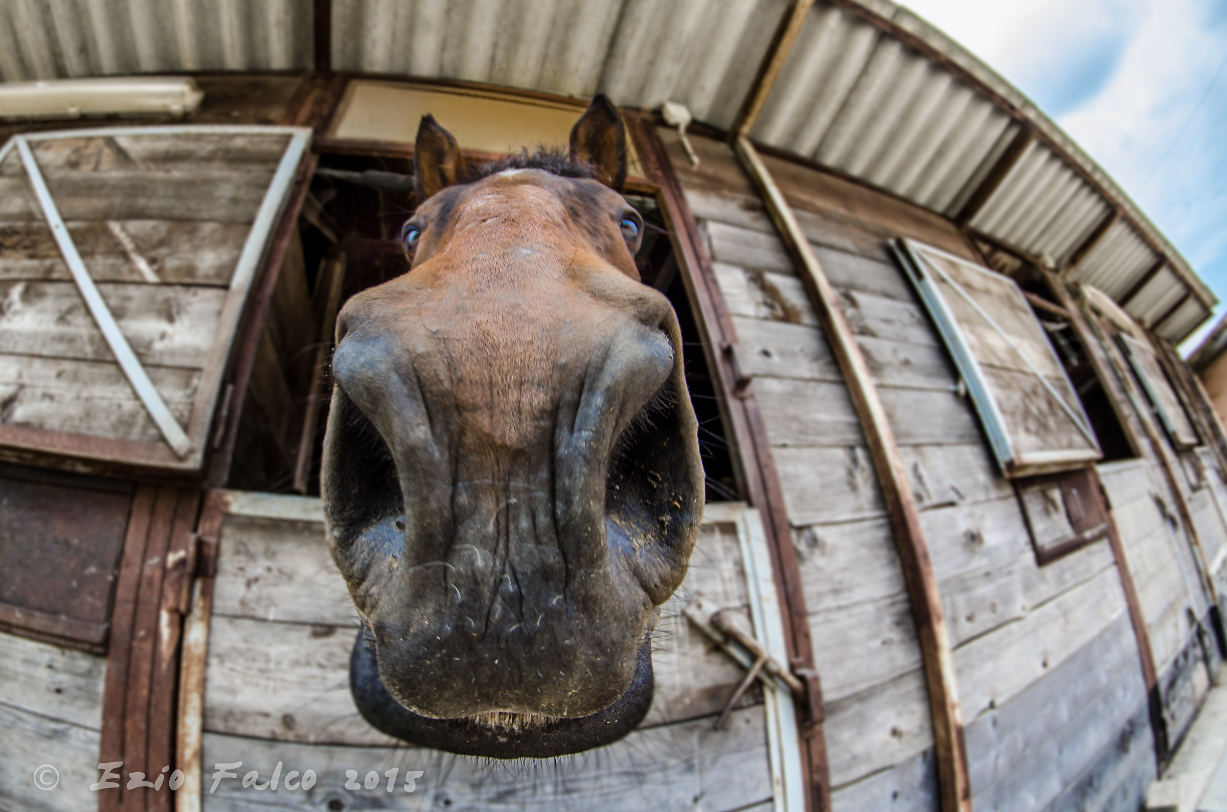 I'm a horse, and you?