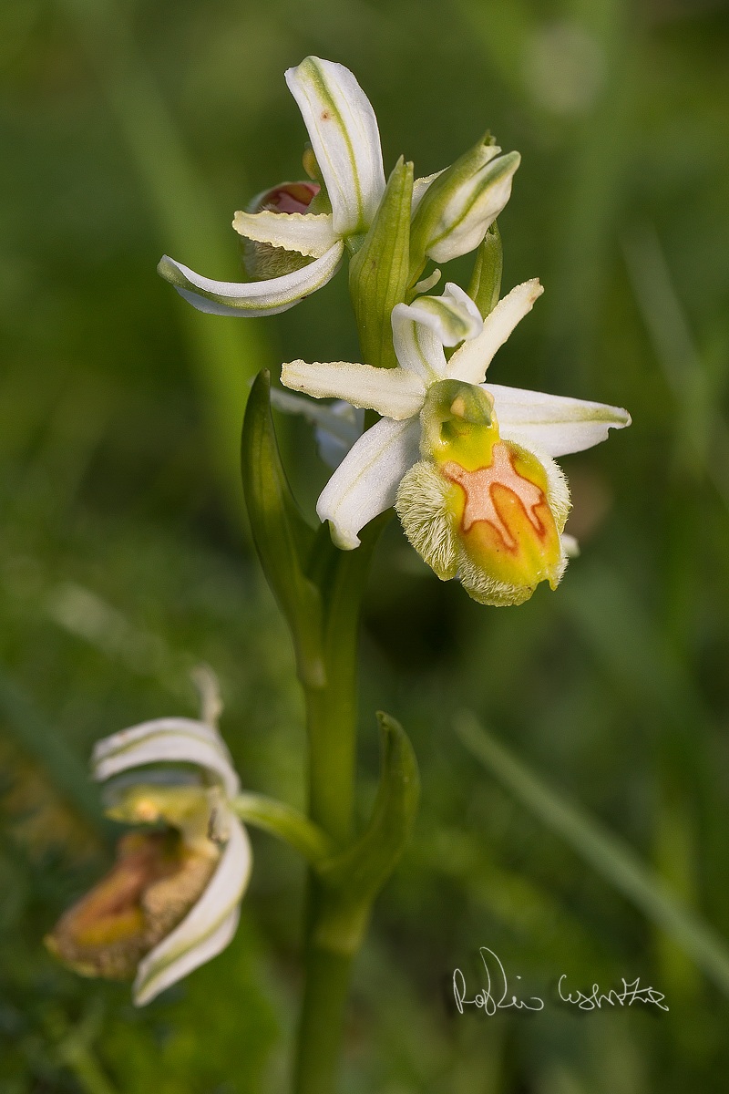 Ophrys sphegodes apocromatica ???