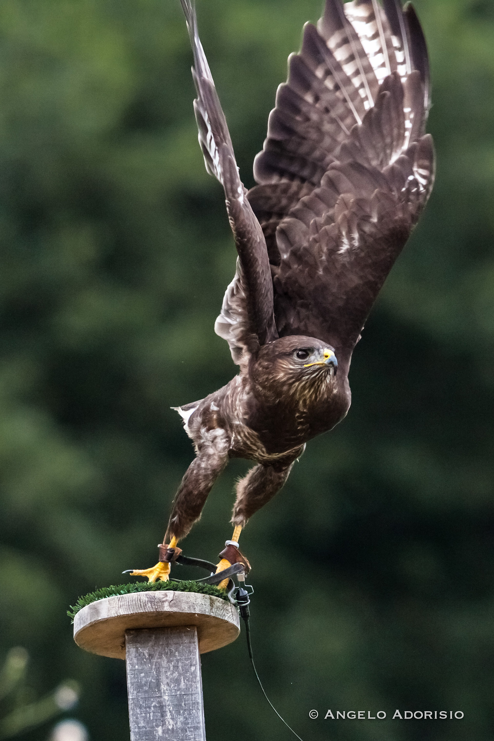 Trevignano Romano - Flight Center Raptors
