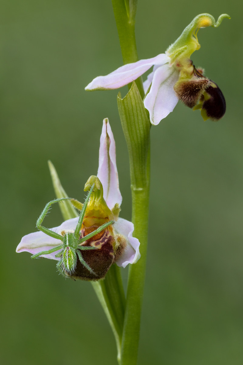 Ofride fior delle api...con ospite!