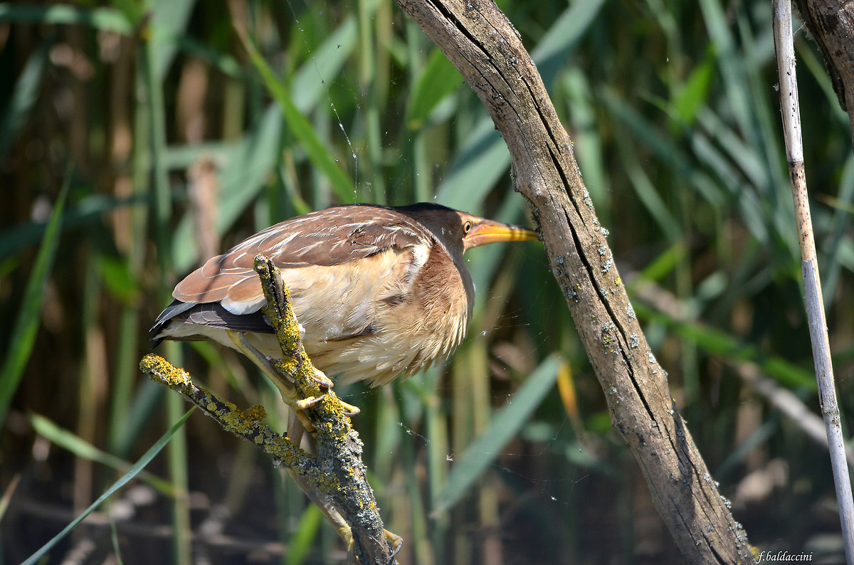bittern female