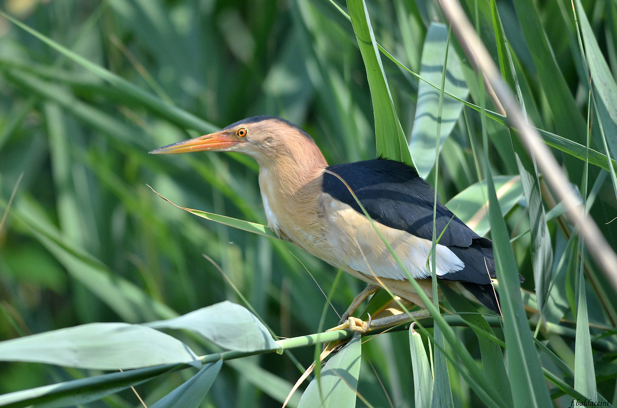 male bittern