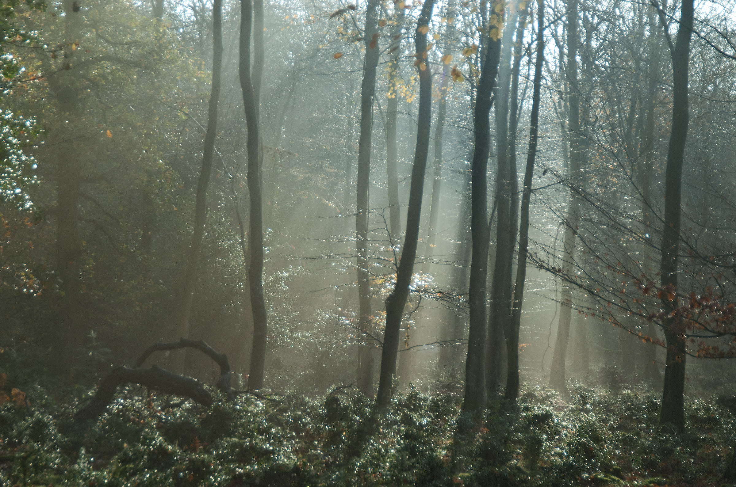 Inverno Woodland - 2