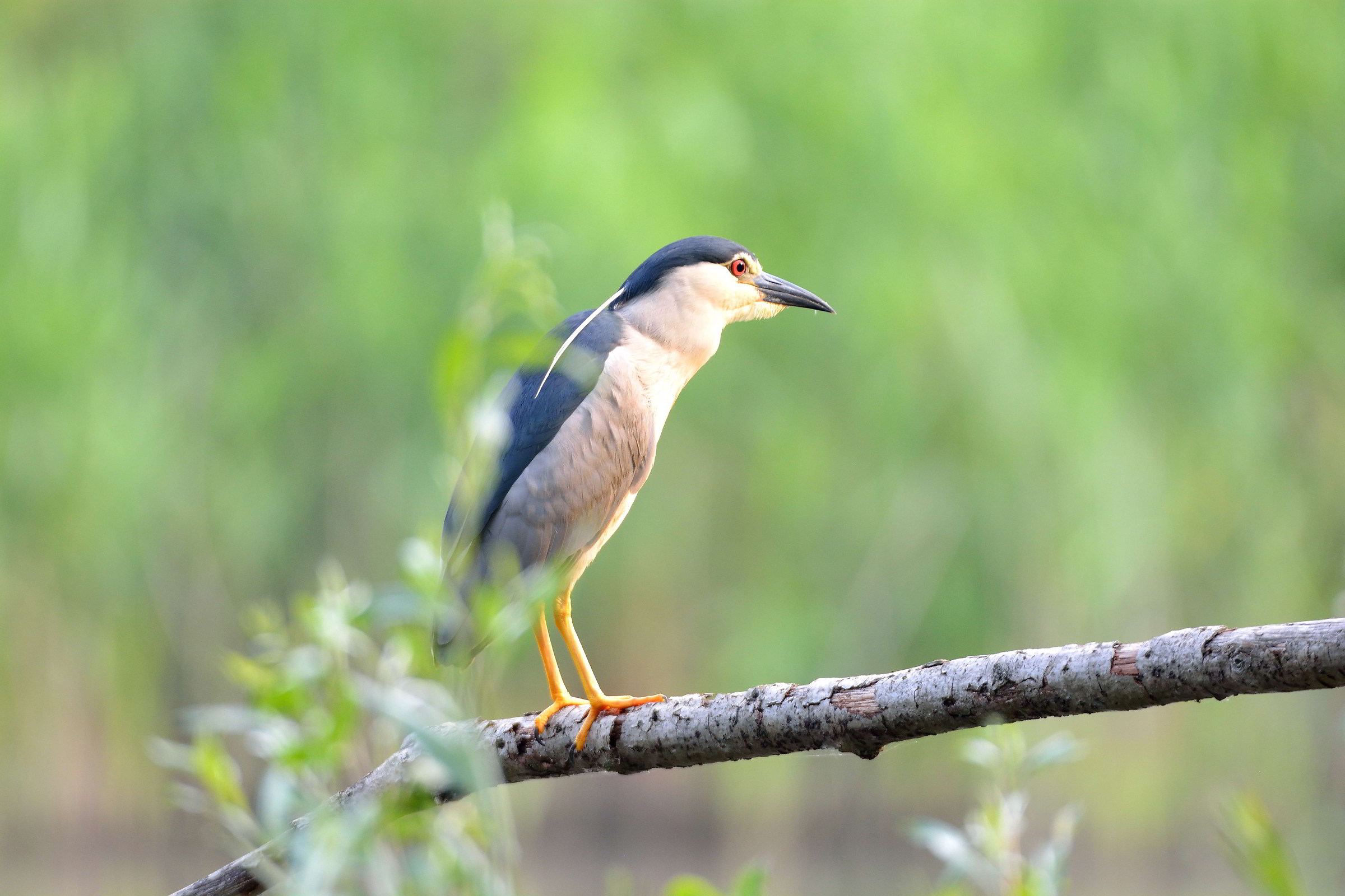 Night Heron