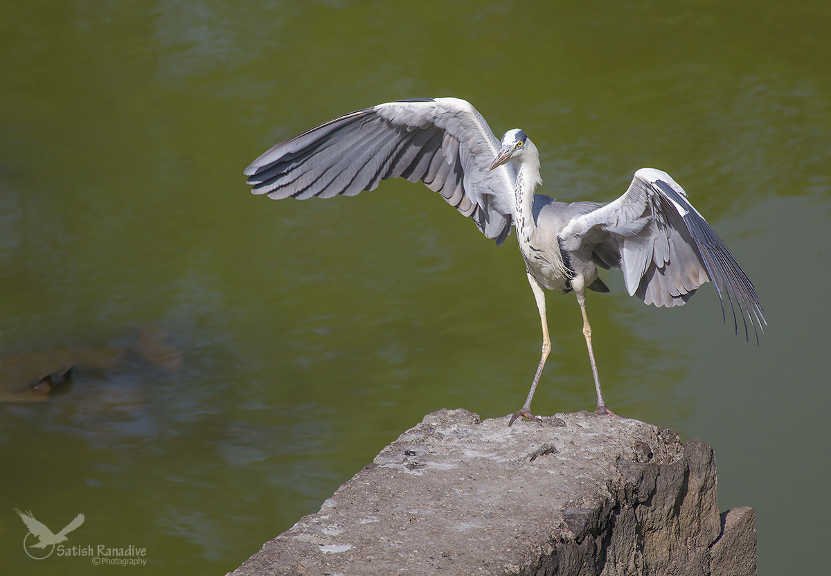 Grey Heron Landing.