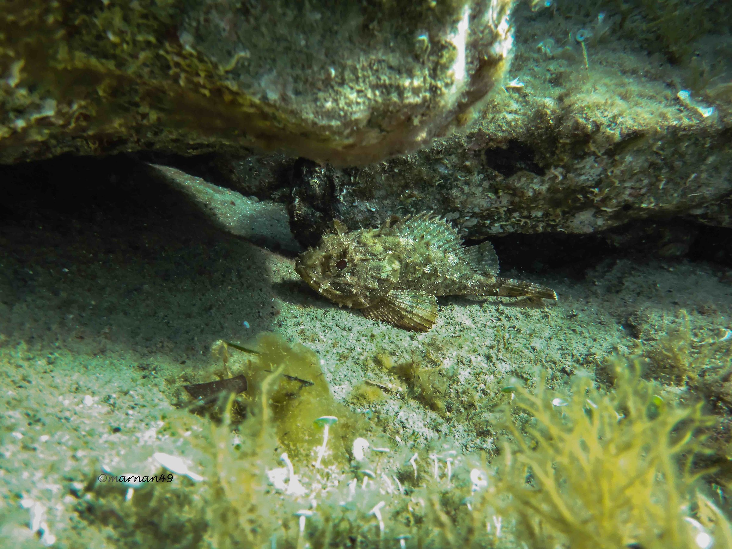 Scorfano tra gli scogli