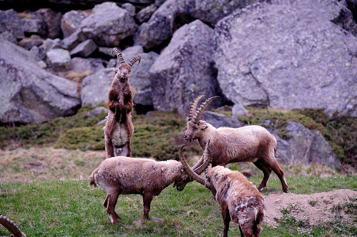 Stambecchi Parco Nazionale del Gran Paradiso