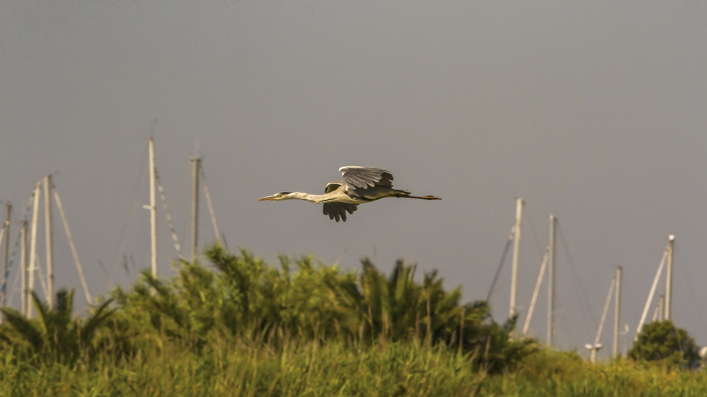 The Flight of the Heron Grey
