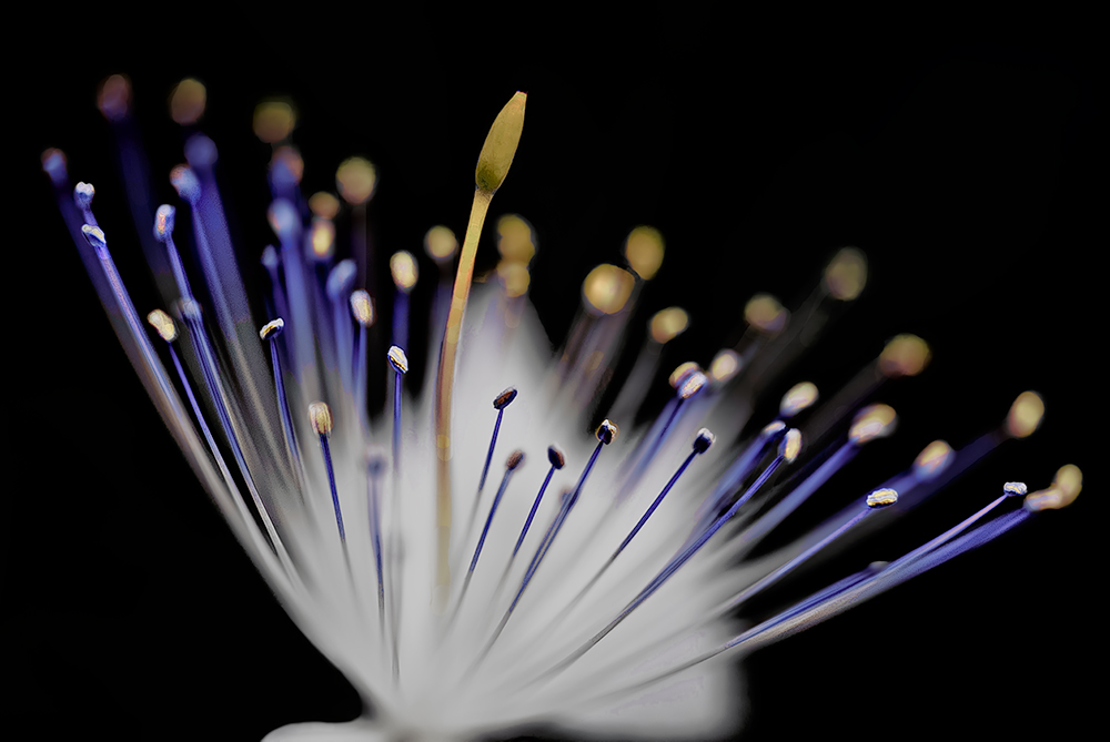 All'alba sul cappero si accendono le luci