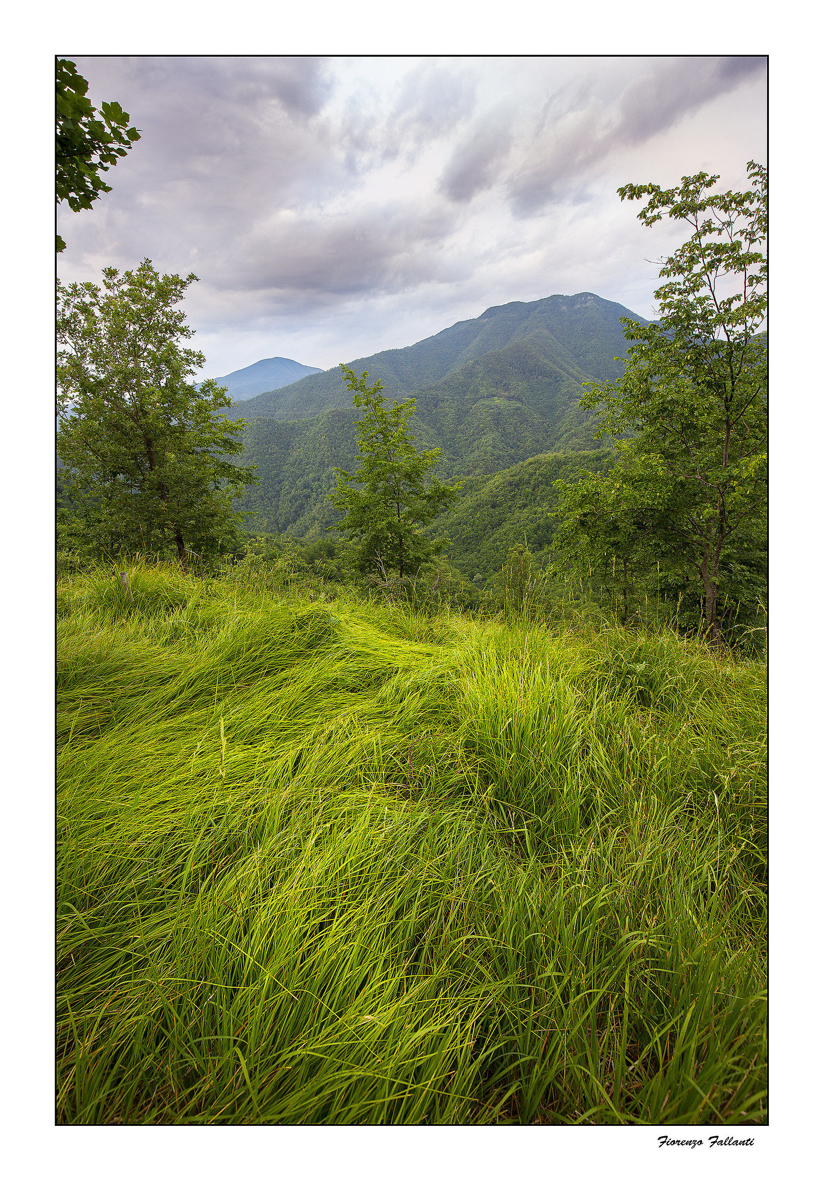 ...Verde naturale...