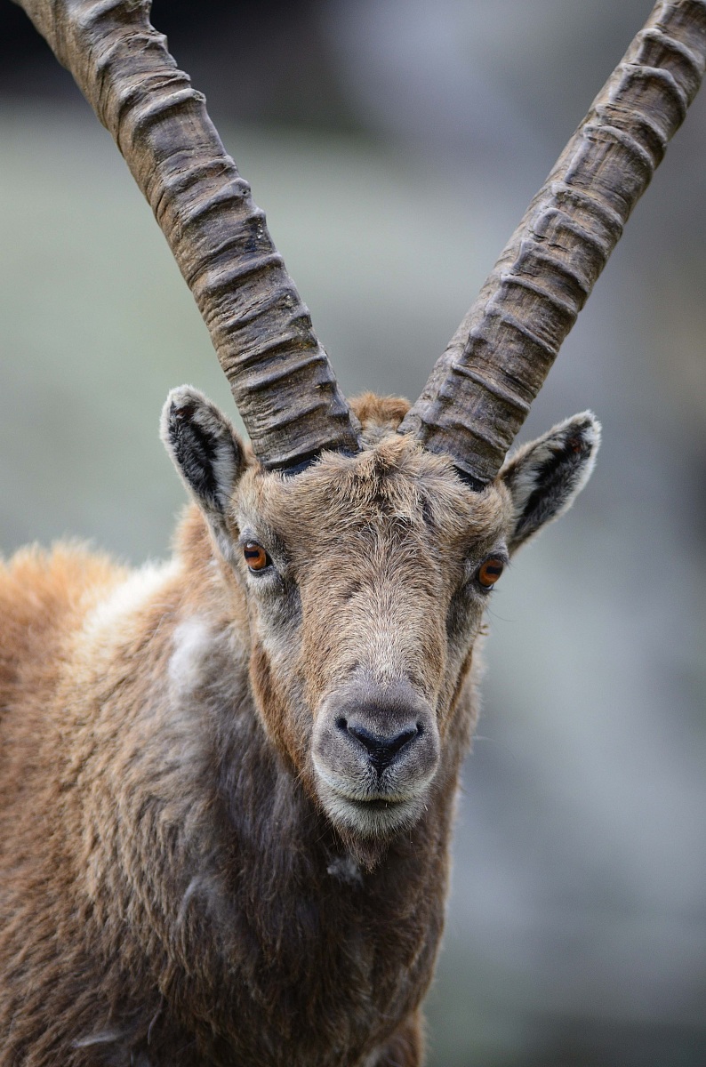 Ibex in the Gran Paradiso National Park