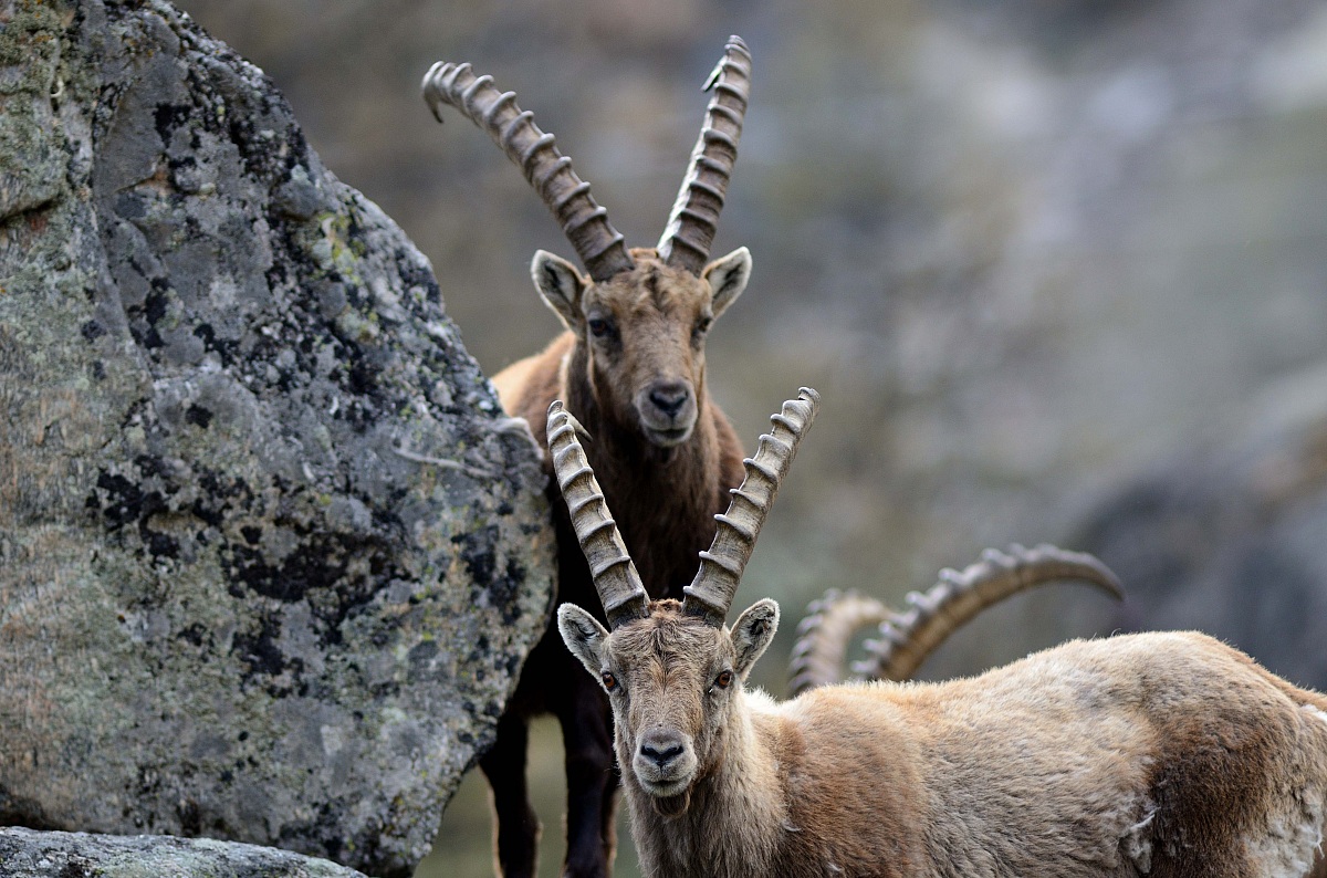 Ibex in the Gran Paradiso National Park