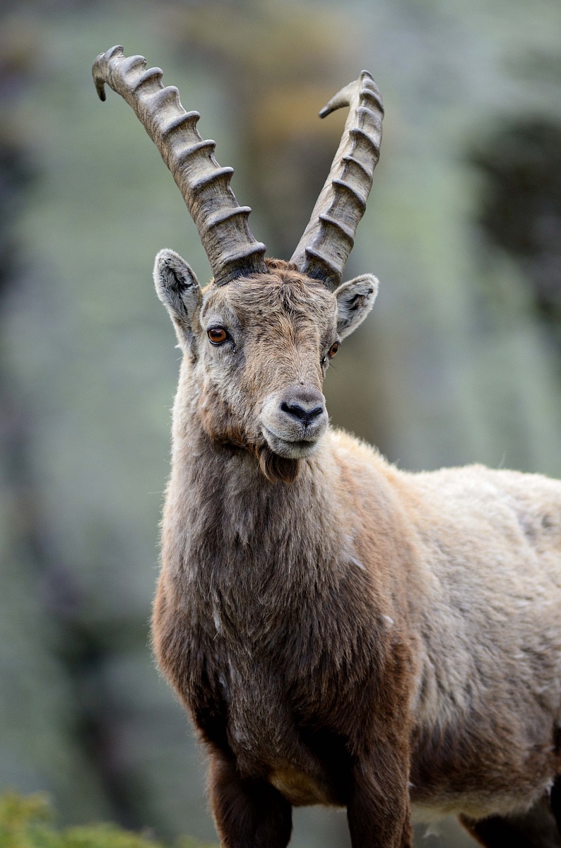 Ibex in the Gran Paradiso National Park