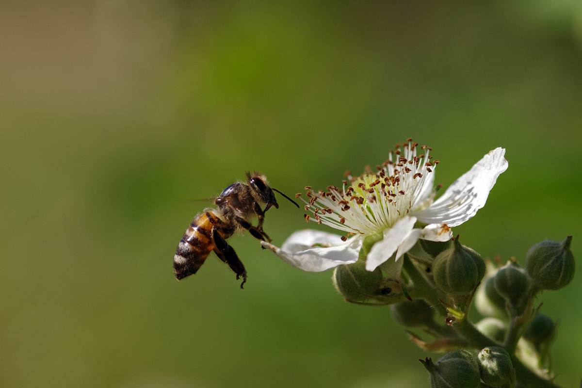 Volando tra i rovi