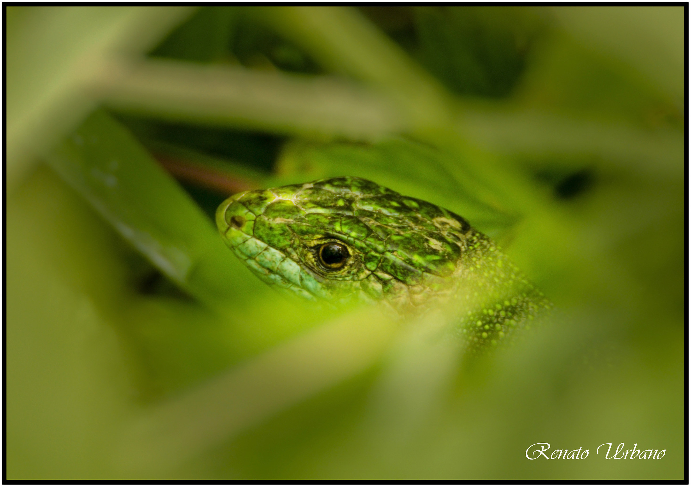 Ramarro curious - Lacerta viridis