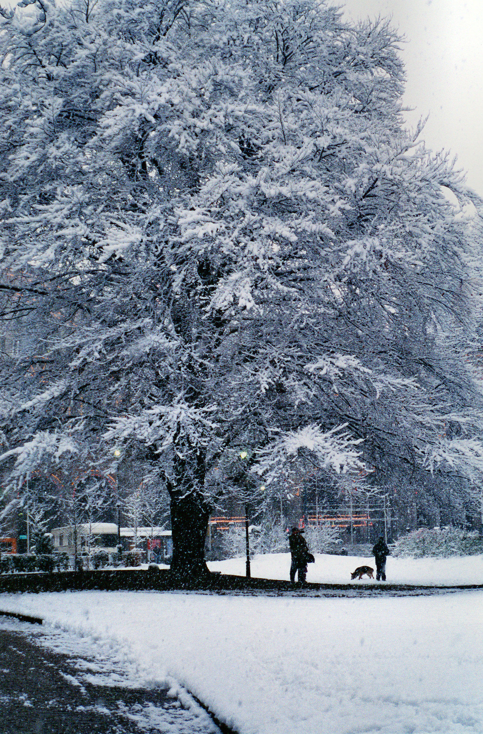 Torino albero tagliato nel giardino di Porta Nuova
