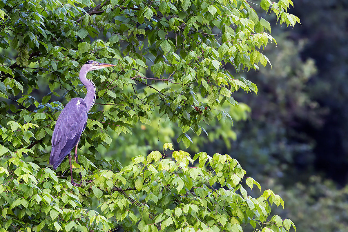 Grey Heron
