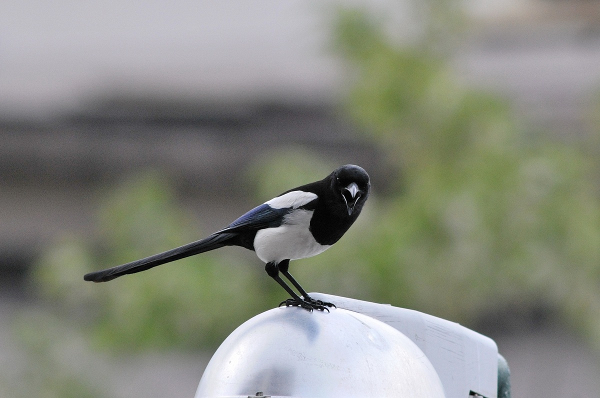 That bird is ...? ... A crow!