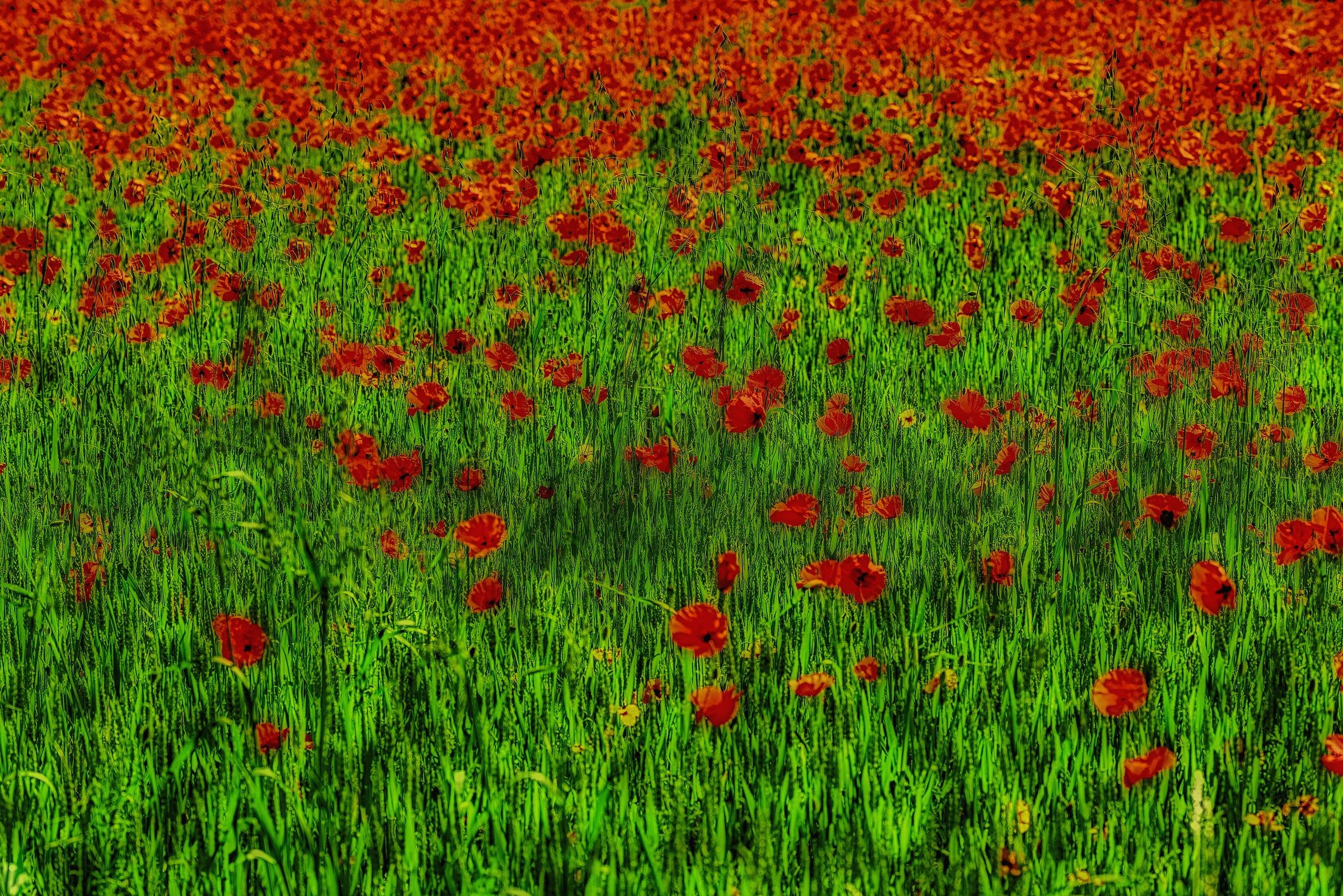 Poppies and Avena fatua