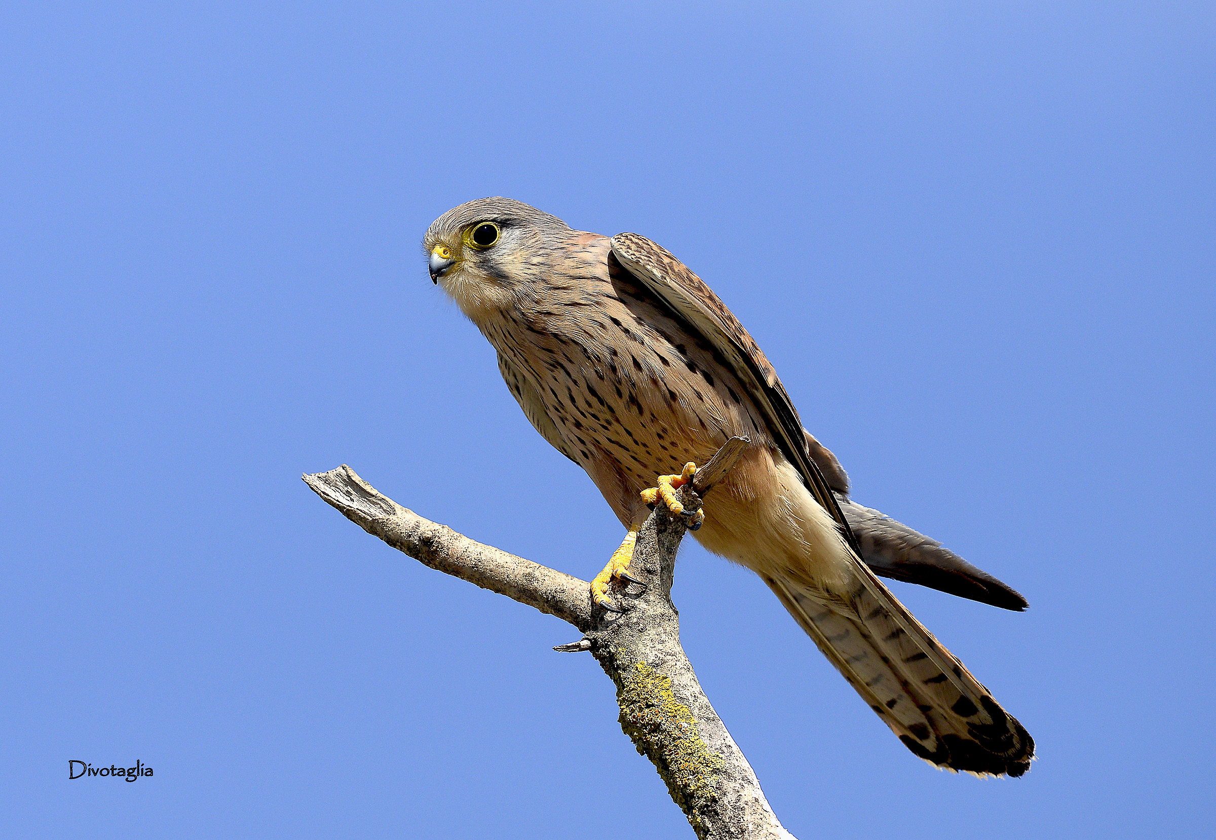 Gheppio (Falco tinnunculus)