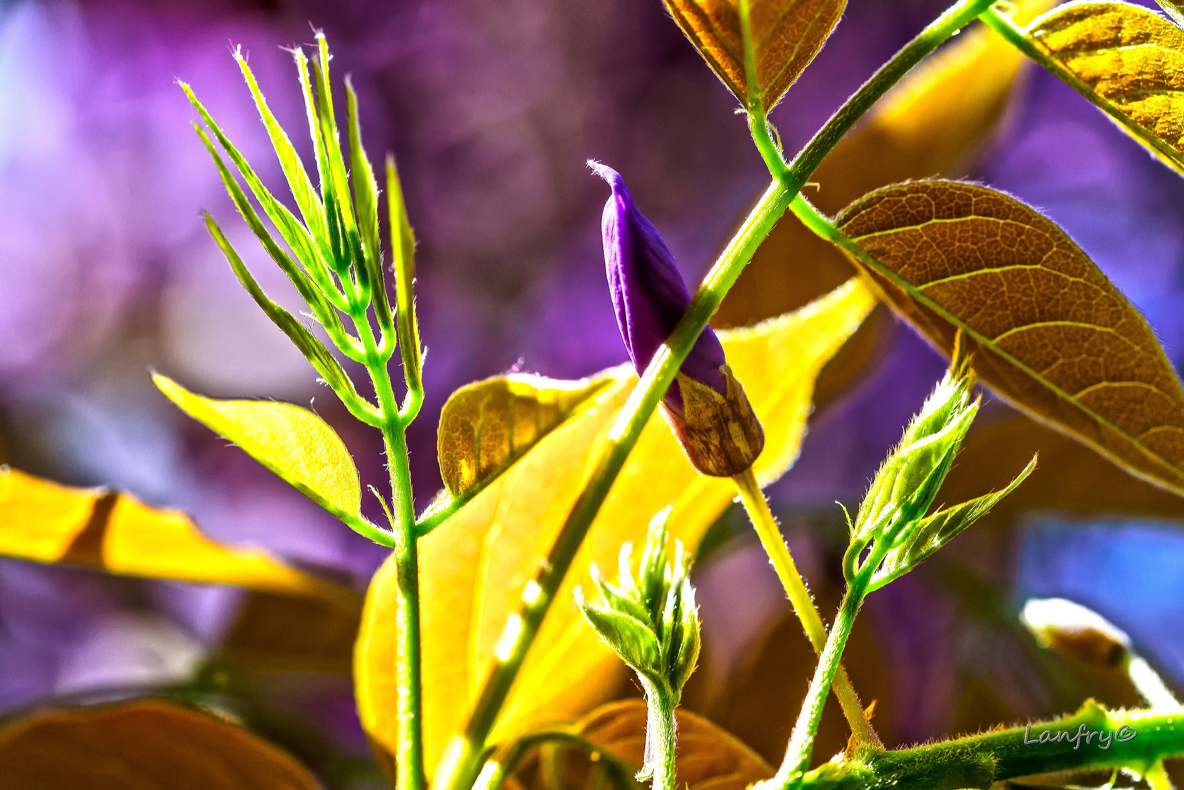 Composition from Wisteria