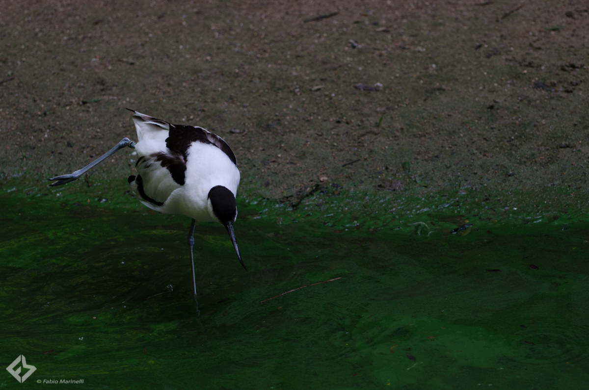Avocetta