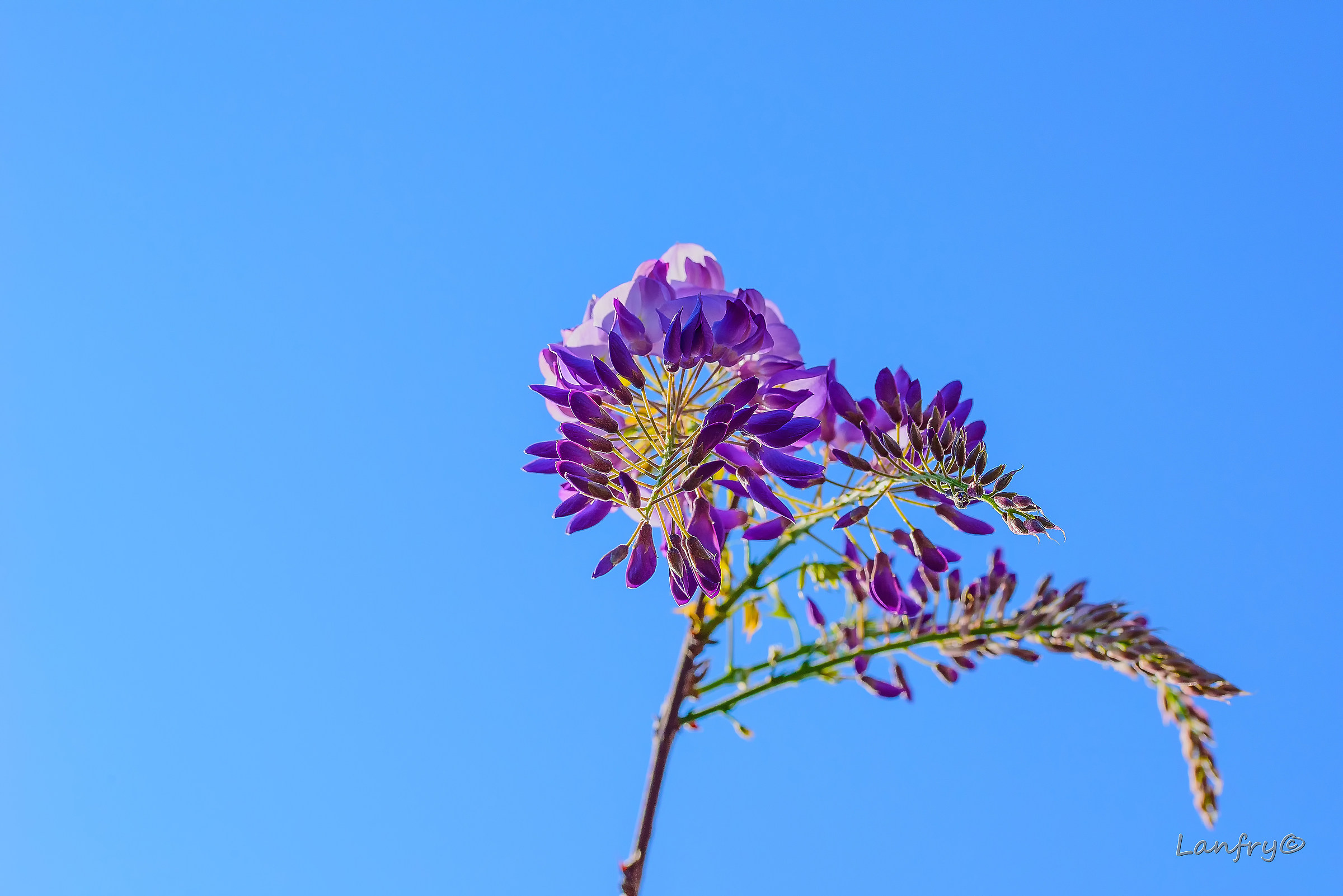 Wisteria Blooming