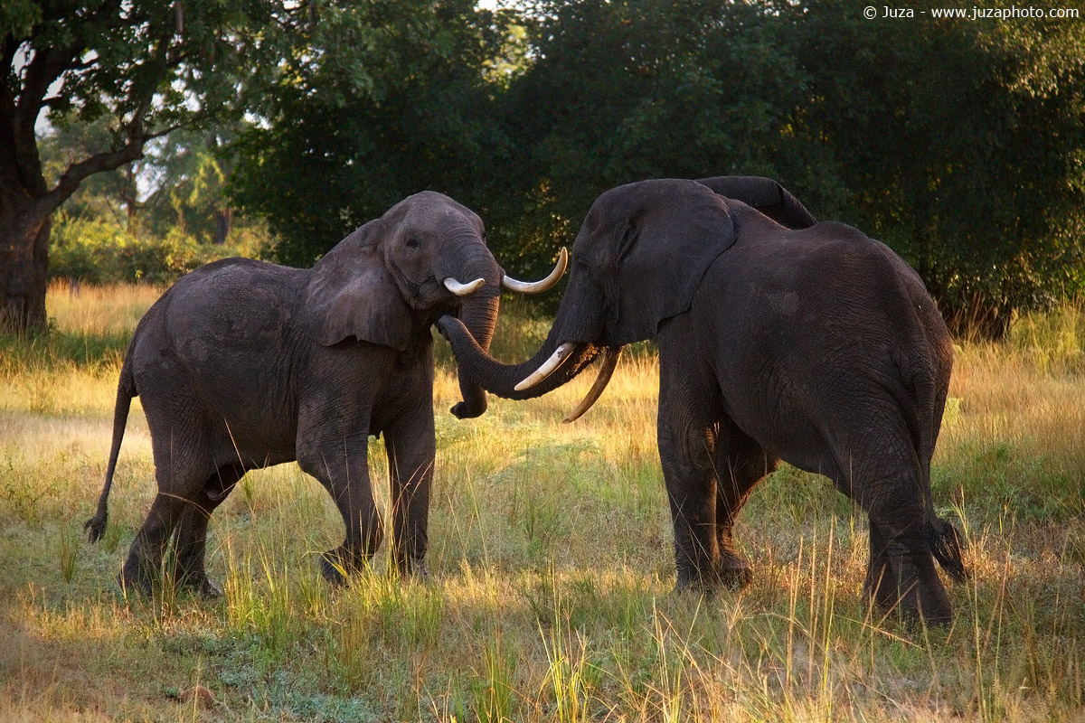Loxodonta africana (Elefante), 014967