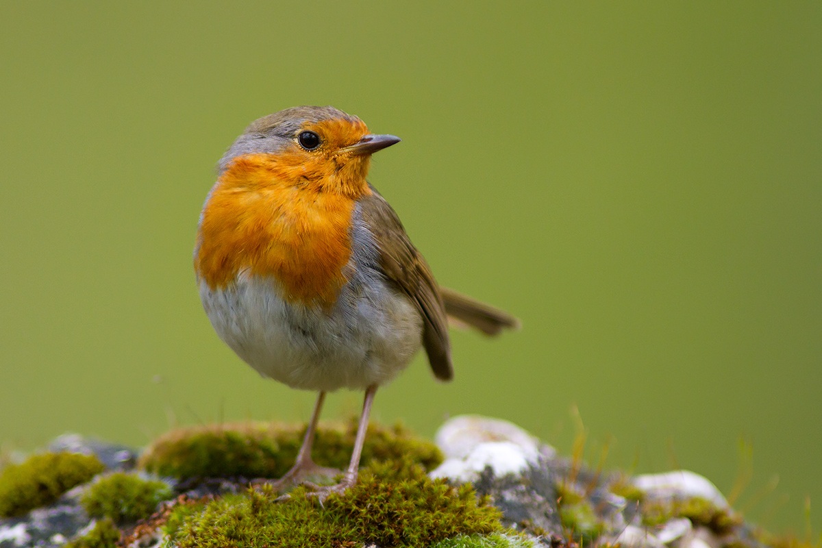 Mr Rosso..... in adozione