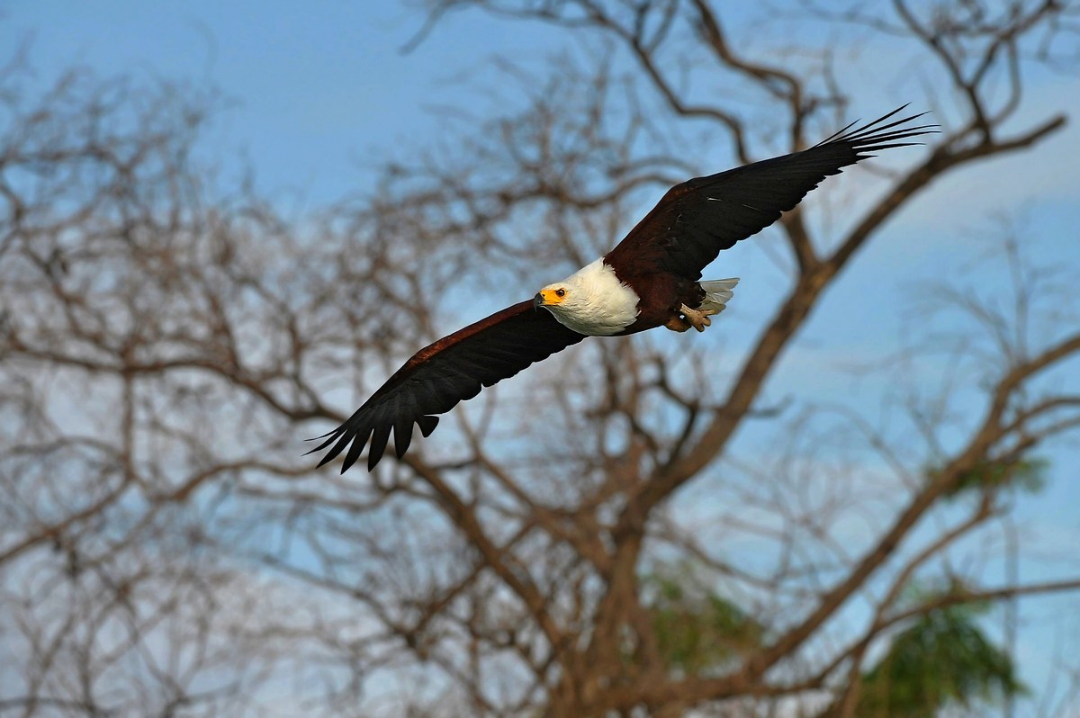 African fish eagle on flight