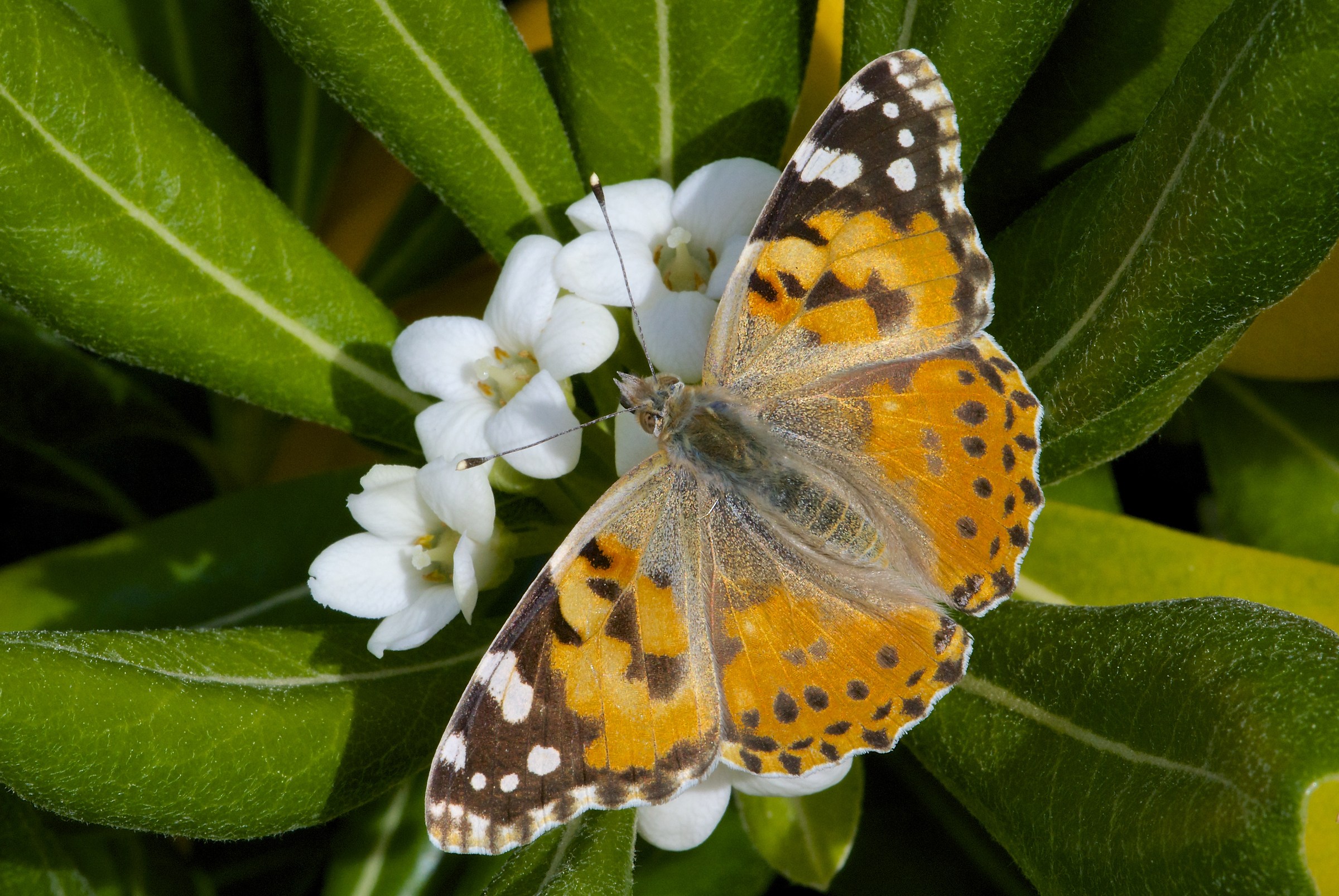 Vanessa cardui