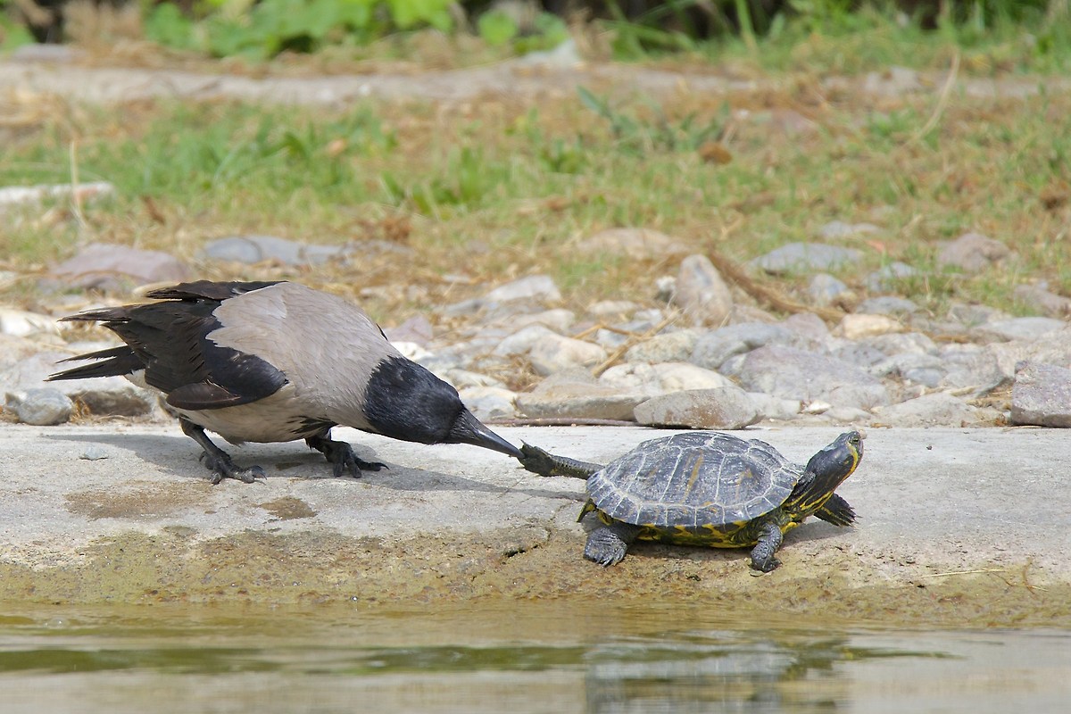 Cornacchia importuna