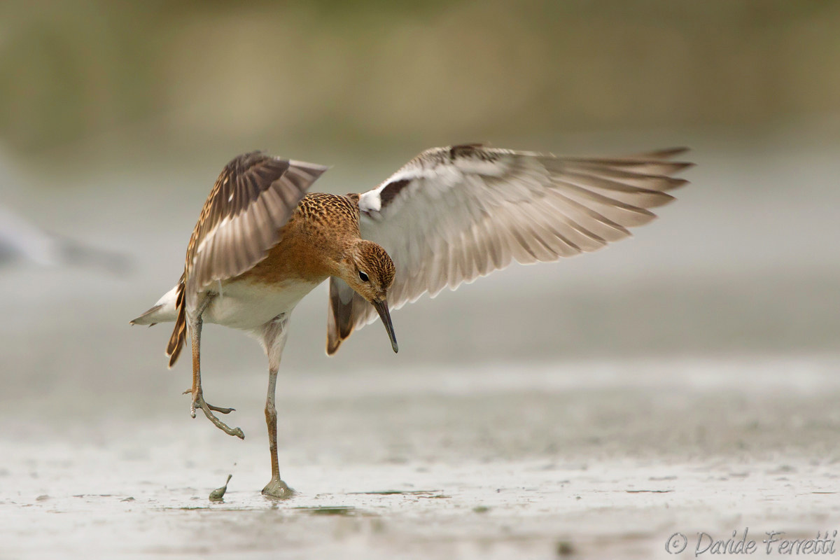 Dancer (Ruff)