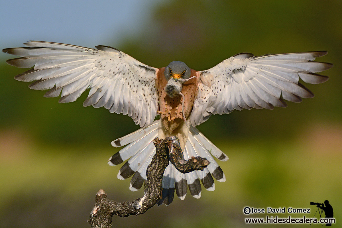 The arrival of the Lesser Kestrel